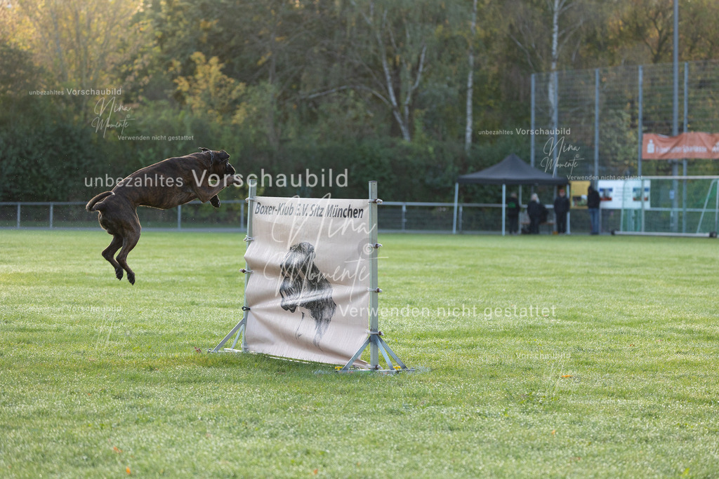 _16A5943 | Einzigartige Fotos von Hunden & Menschen –Actionfotos, Portraits, Vereinsaufnahmen & Paarshootings – authentisch, lebendig & mit Herz.