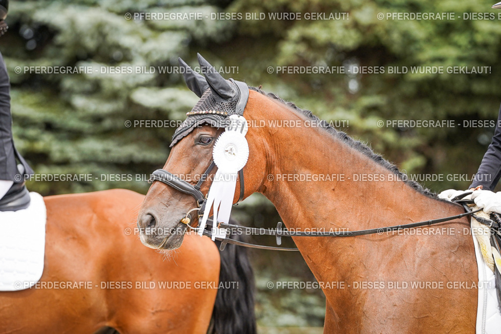 DSC04568 | Pferdegrafie