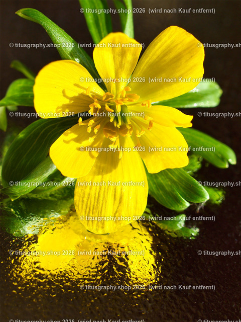 titusgraphy_P3034779-vz-ln - Kopie | titusgraphy-shop: Geschenkideen mit Qualitätsfotos. titusgraphy-shop: gift ideas with quality photos. titusgraphy-shop: idées cadeaux avec photos de qualité.  - Realisiert mit Pictrs.com