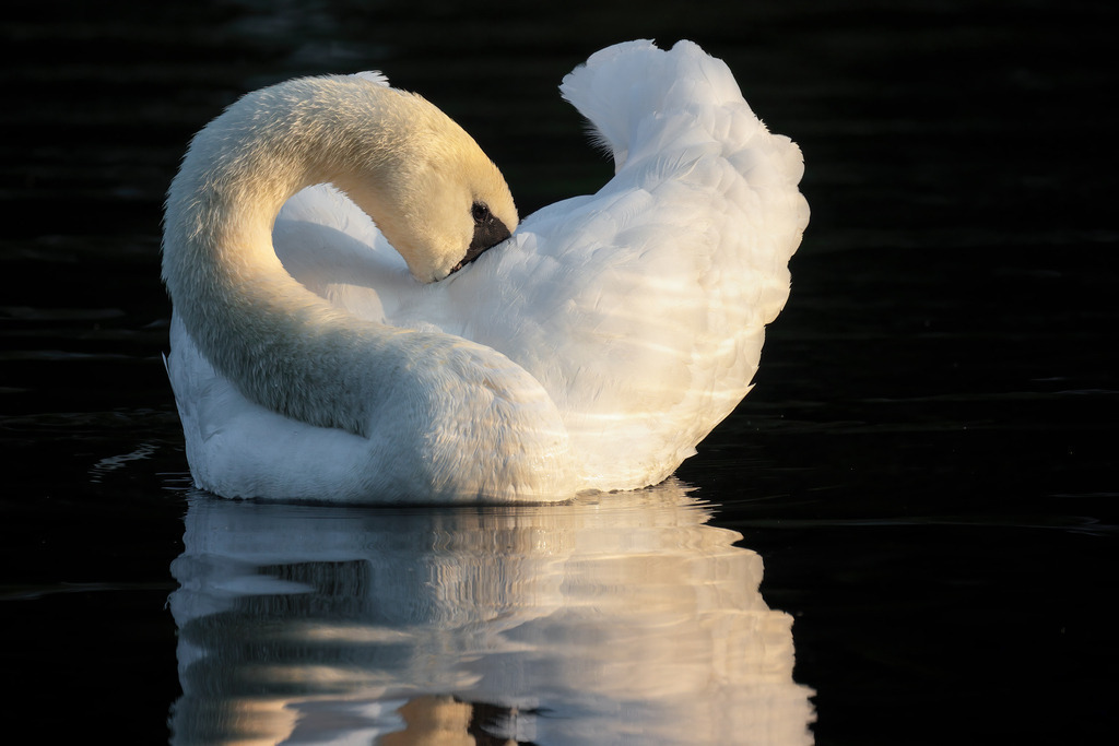 Wandbild eleganter Schwan in stillem Wasser | Das Bild zeigt einen eleganten Schwan (Cygnus olor), der in einer anmutigen Pose auf dem ruhigen Wasser treibt. Das sanfte Licht der untergehenden Sonne beleuchtet das weiße Gefieder des Schwans und erzeugt eine warme, goldene Reflexion auf der Wasseroberfläche. Der Schwan hat seinen langen Hals gebogen und sein Gefieder mit dem Schnabel gepflegt, was ihm einen ruhigen und gelassenen Ausdruck verleiht. Der dunkle Hintergrund verstärkt den Kontrast und lenkt den Fokus auf die Schönheit und Anmut des Schwans.