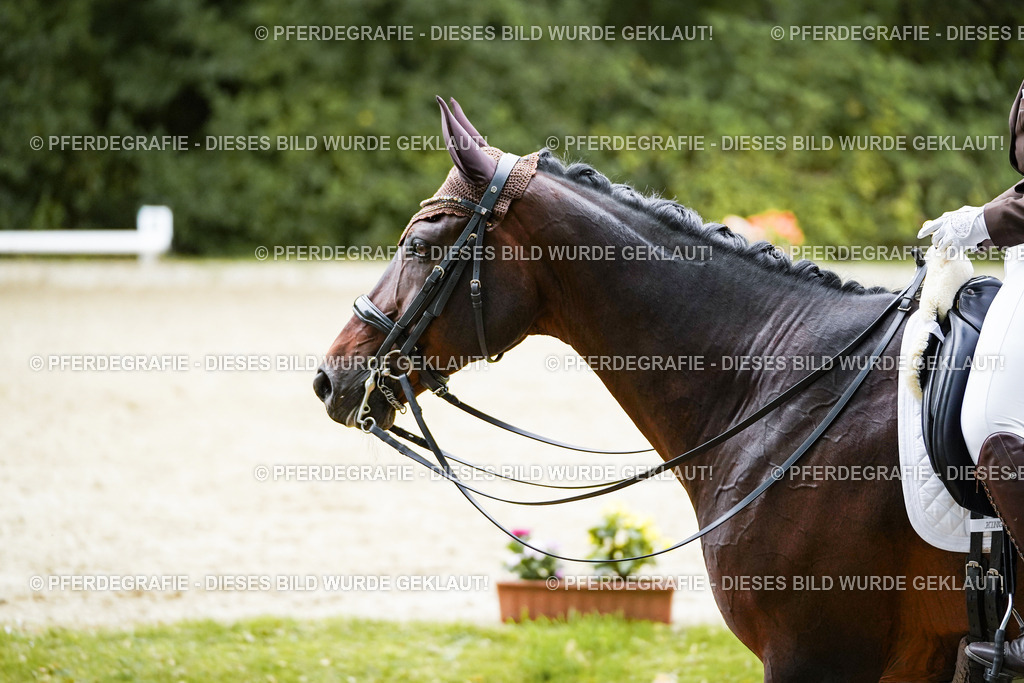 DSC01139 | Pferdegrafie