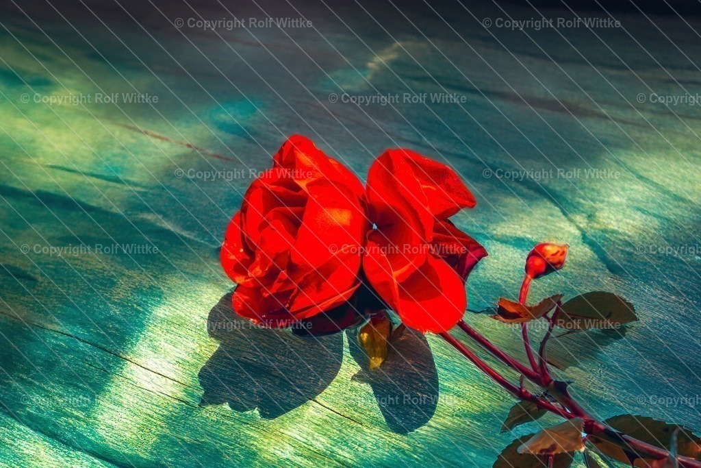 rose3.2 | abstrakte Foto Aufnahme einer Rose - Realisiert mit Pictrs.com