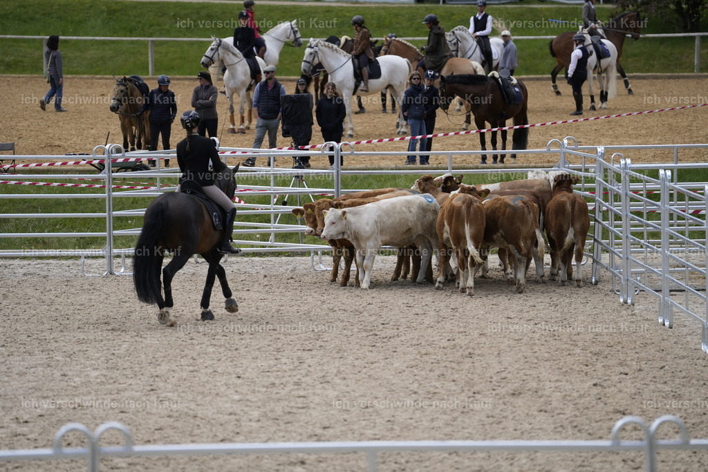 PI26_COW_Stoibphotography_A749527.JPG | working equitationturnier fotograf videograf stoibphotography marixx film working equitation deutschland reitsport turnierfotografie eventfotografie equestrian events