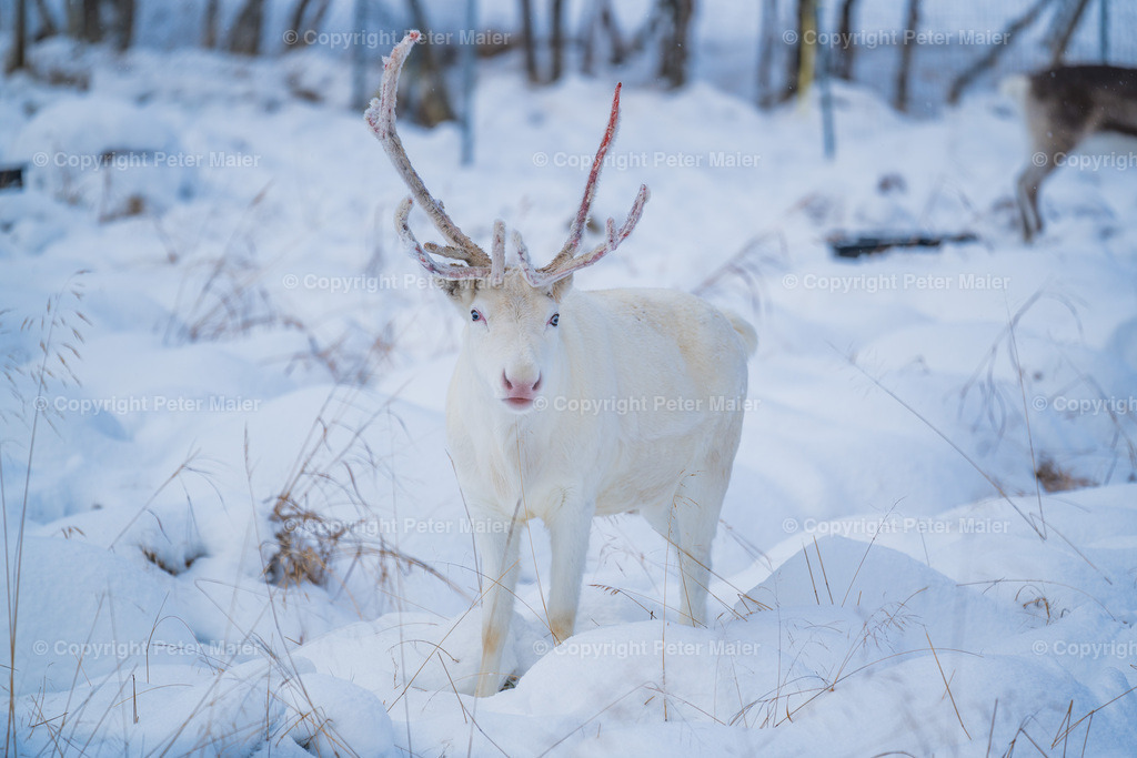 Svinoya_2024-131 | piet_flosse
