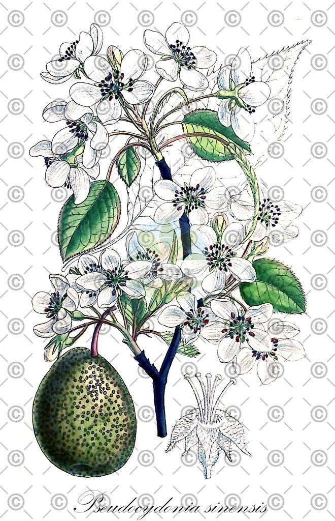 HistAbb_wfo-0001427319_1_ENZY_Simple | Historische Abbildung von Pseudocydonia sinensis - Rosaceae | Historical Illustration of Pseudocydonia sinensis - Rosaceae