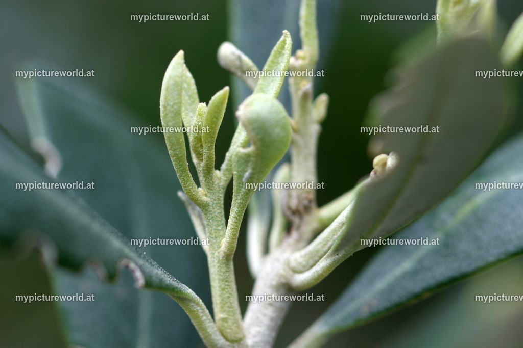 Olivenbaum-003 | Das Bilderarchiv über Tiere, Planzen und Landschaften. In der Bilddatenbank finden Sie ein große Auswahl an hochwertigen Bilder für Ihre Werbung - Realisiert mit Pictrs.com