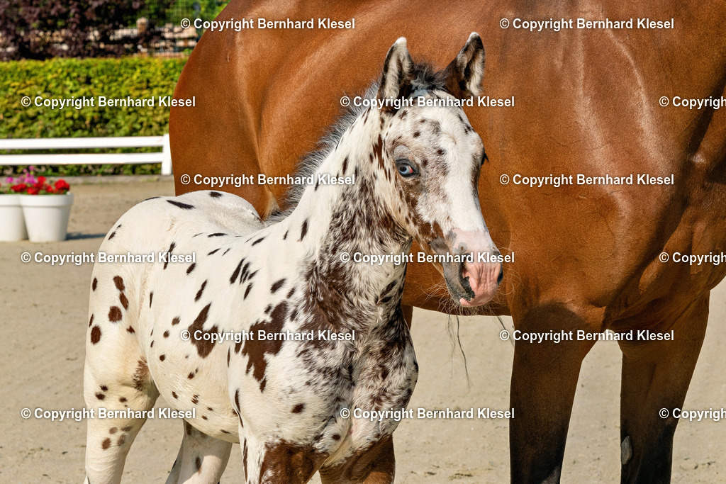 DSC03911 | foto-team-bernhard - Realisiert mit Pictrs.com