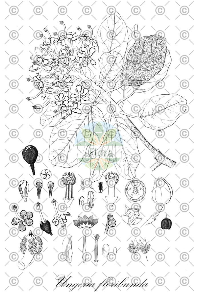 HistAbb_wfo-0000906627_1_ENZY_Simple | Historische Abbildung von Ungeria floribunda - Malvaceae | Historical Illustration of Ungeria floribunda - Malvaceae