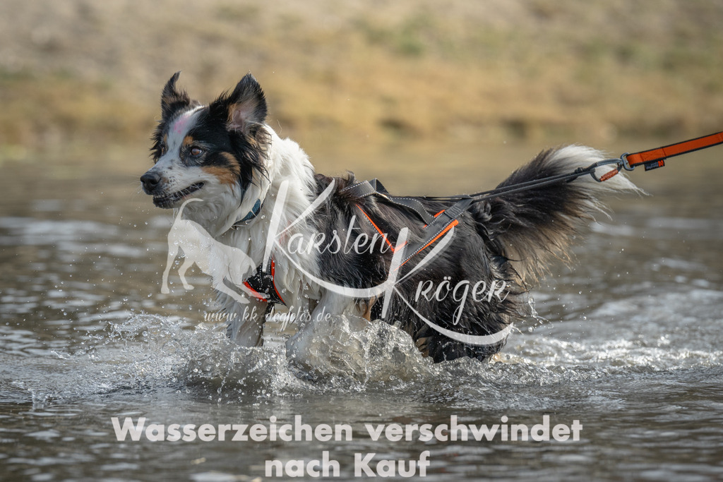 1045_ZZ99655 | kk-dogfotos