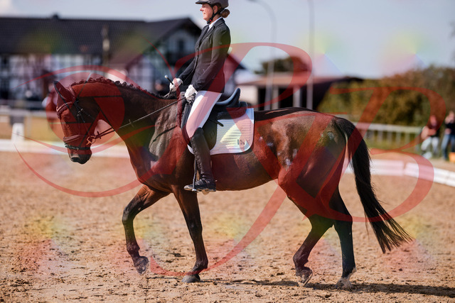 2026_10_03_Siefer-Hof_130211_Z81_55327673 | Professionelle Reitsport-, Turnier- und Eventfotografie von Robert Broda. Galerien mit ausgewählten und bearbeiteten Bildern direkt online ansehen und bestellen.
