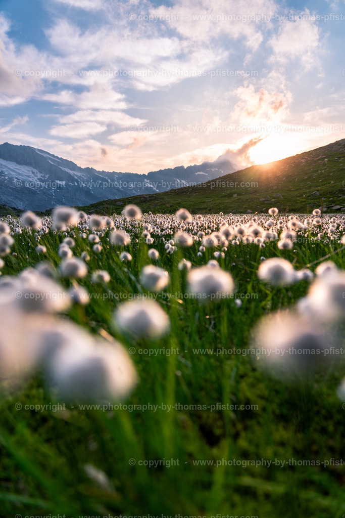 Wollgras Oberer Gerlossee copyright  Thomas Pfister-6 | PHOTOGRAPHY BY THOMAS PFISTER