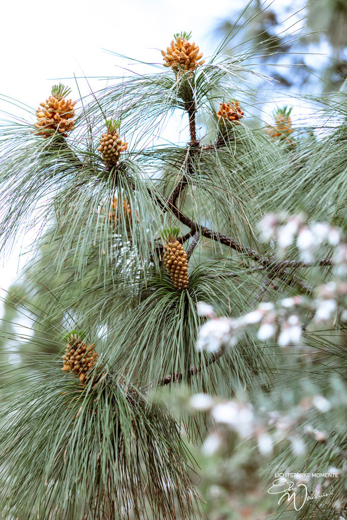La Palma, Kanarische Inseln | Herzlich willkommen auf meiner Seite! Ich bin Elke Wallnisch, Deine Fotografin für lichtstarke Momente. Der Name steht für alles, was mich mit der Fotografie verbindet: Das Licht und seine machtvolle Wirkung auf eine Situation oder unsere Stimmung - Realisiert mit Pictrs.com
