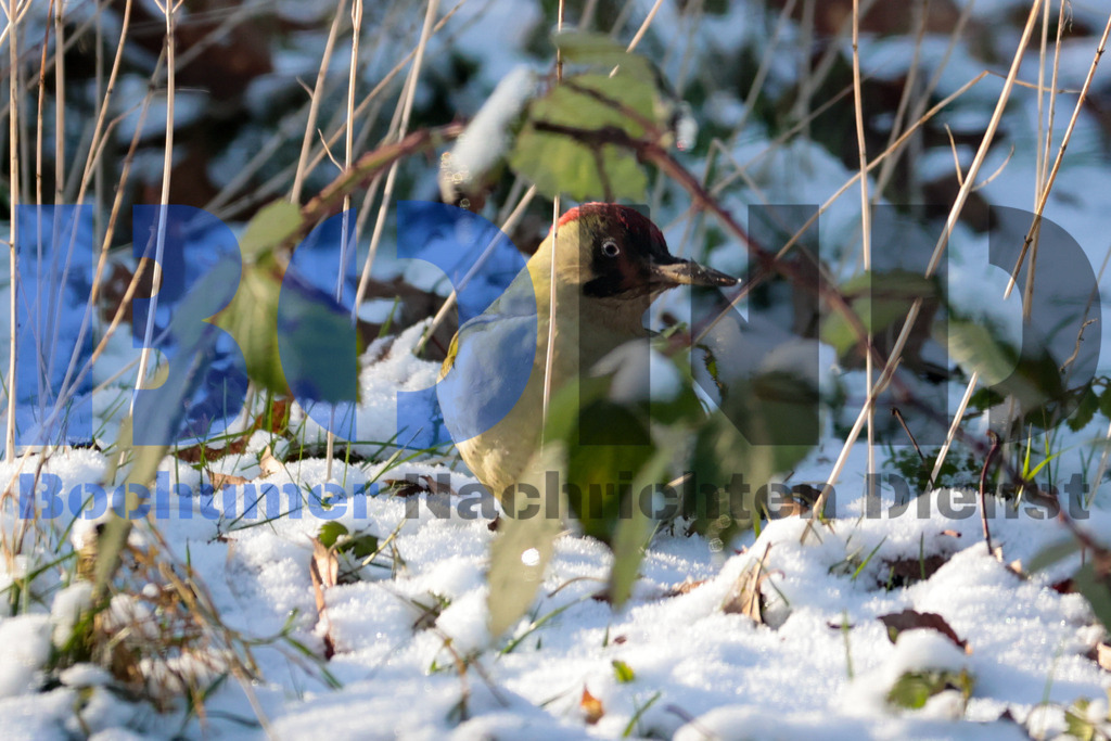 Gruener Specht {date} -  | {headline}



(Foto: Sebastian Sendlak / BOND)

 - Realisiert mit Pictrs.com