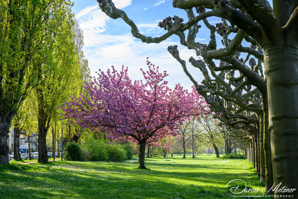 Mainz-Kastel | Mainz-Kastel