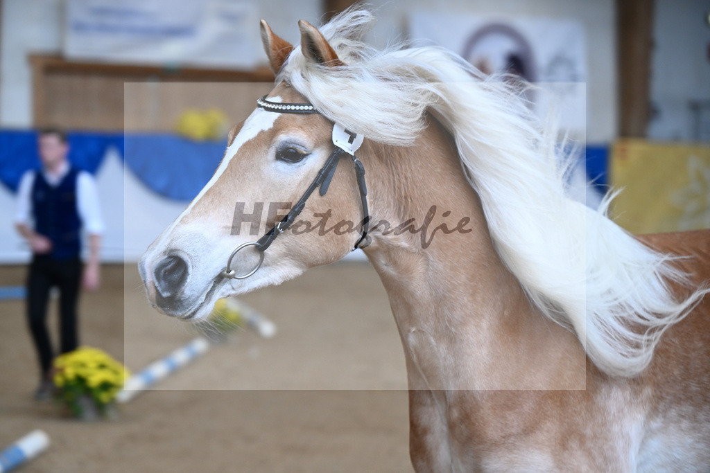 Bl. Band Kat-Nr. 4 Lavanna KF v. Stubenkoenig_Karsten_48251278 | hf-fotografie - Realisiert mit Pictrs.com