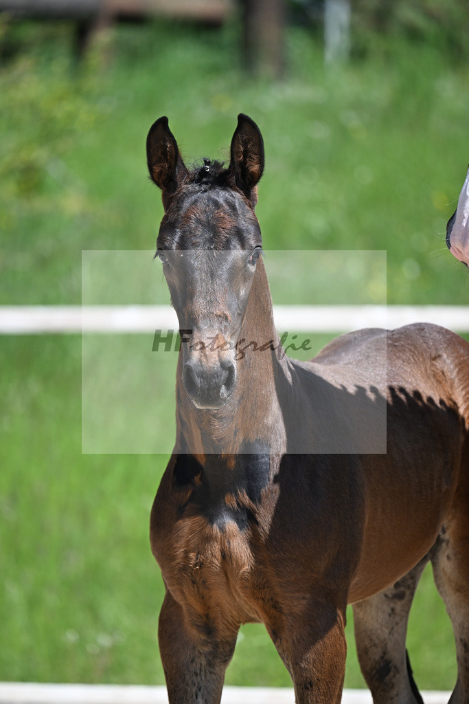 Cornet Obolensky x Kannan_HF_Schroetzlmair_10250179 | hf-fotografie - Realizzato con Pictrs.com