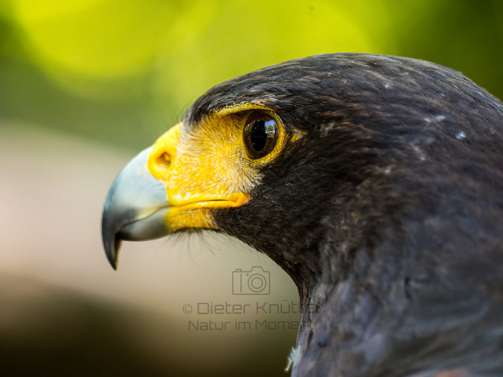 P1000246-Bearbeitet-2017-LR | Natur im Moment - Realisiert mit Pictrs.com