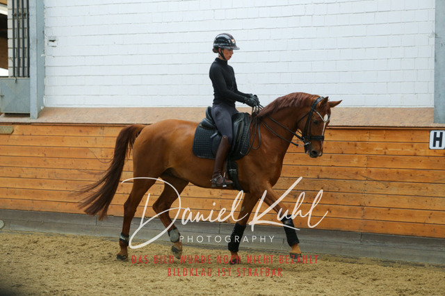 IMG_3891 | Turniersportfotografie; Pferdefotografie; Dressurfotografie