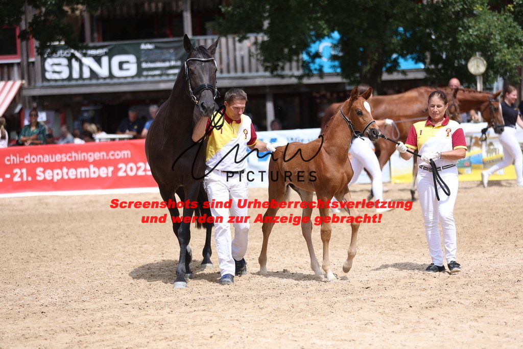 Fohlenschau_Schwäbisch_Hall_dressurbetonte_Fohlen_SIEGERFOHLEN_KN 4_2 | lmwpictures - Realisiert mit Pictrs.com