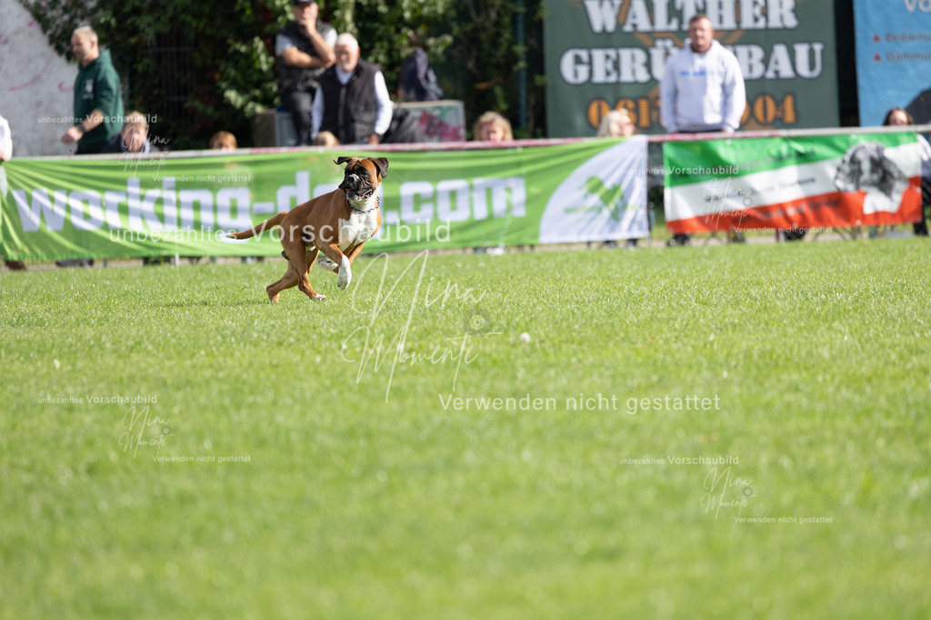 _16A5384 | Einzigartige Fotos von Hunden & Menschen –Actionfotos, Portraits, Vereinsaufnahmen & Paarshootings – authentisch, lebendig & mit Herz.