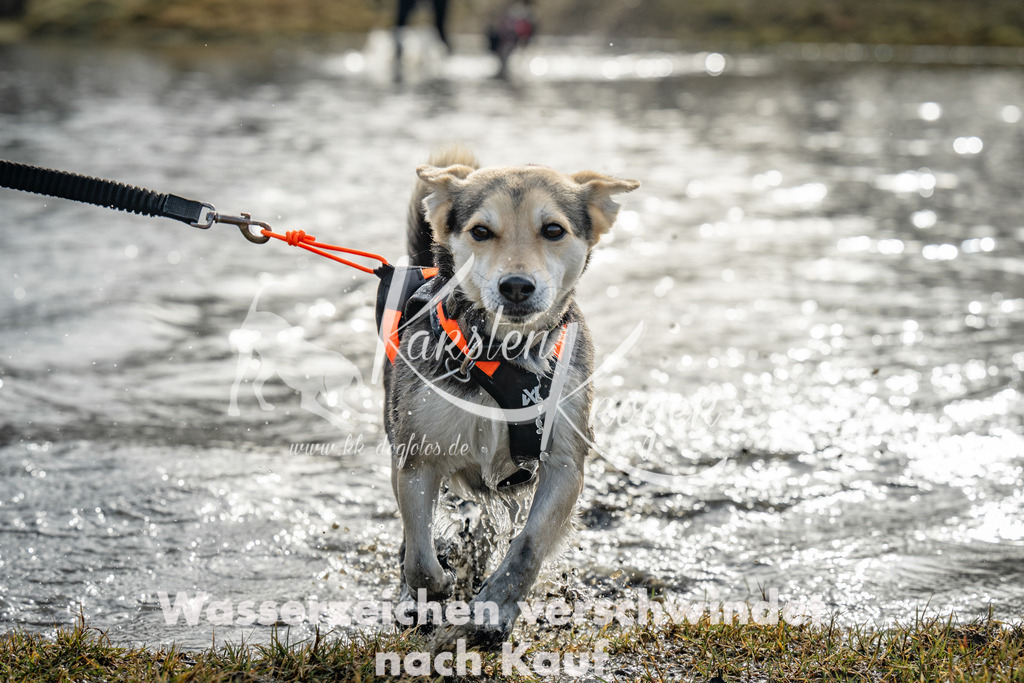 0955_ZZ94719 | kk-dogfotos