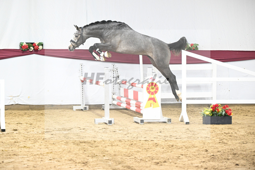 Kat-Nr. 77 Conthargos x Zirocco Blue_Mathieu Beckmann_47252708 | hf-fotografie - Realisiert mit Pictrs.com