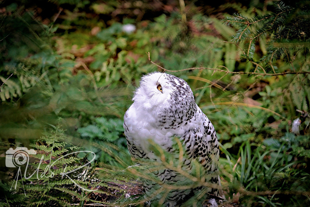 Winterwächter | Entdecken Sie Fotografie aus Leidenschaft: Auftragsfotografie, HD-Fotos, Geschenkartikel aus Ihren Bildern und vieles mehr. Beauftragen Sie uns für besondere Momente!