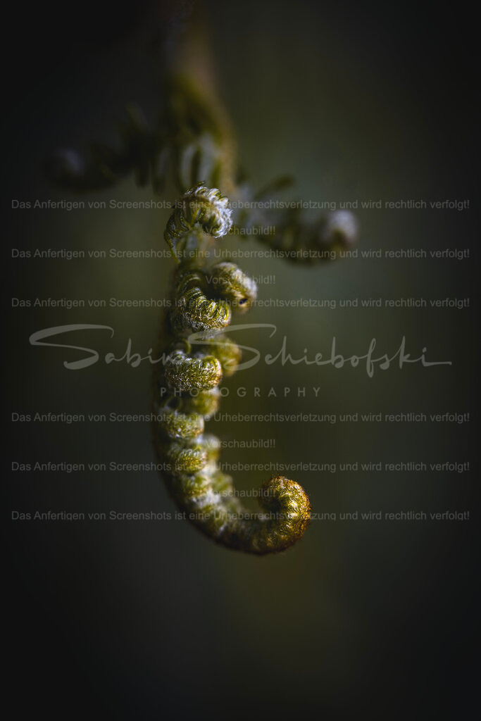 Farn_18.05.2026_DSCF3315 | Exklusive Naturfotografie für stilvolle Wanddekoration ★ Premium Wandbilder Made in Germany ✔️ FineArt Drucke & Downloads ✔️ Brillante Farben, höchste Qualität & weltweiter Versand ✔️ - Realisiert mit Pictrs.com