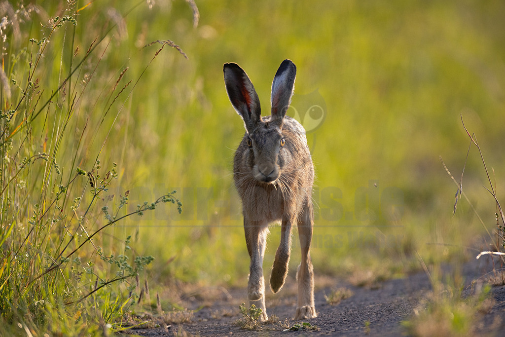 20220612191624-5 | Der Feldhase, kurz auch Hase genannt, ist ein Säugetier aus der Familie der Hasen. Die Art besiedelt offene und halboffene Landschaften. Das natürliche Verbreitungsgebiet umfasst weite Teile der südwestlichen Paläarktis; durch zahlreiche Einbürgerungen kommt der Feldhase heute jedoch auf fast allen Kontinenten vor. - Realisiert mit Pictrs.com