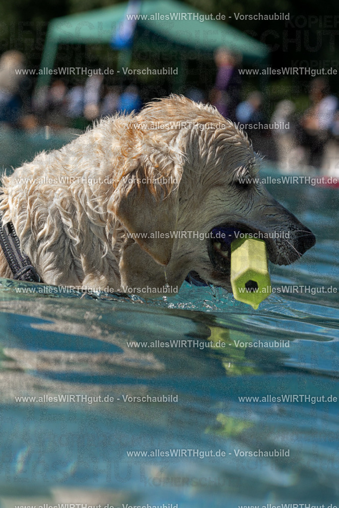 Hundeschwimmen_Volksbad_2026-allesWIRTHgut_Tierfotografie-2609061250-FAY06580 | Professionelle Tierfotografie in Mönchengladbach von Daniel Wirth (allesWIRTHgut). Liebevolle & natürliche Bilder von Hunden & Katzen für unvergessliche Erinnerungen.