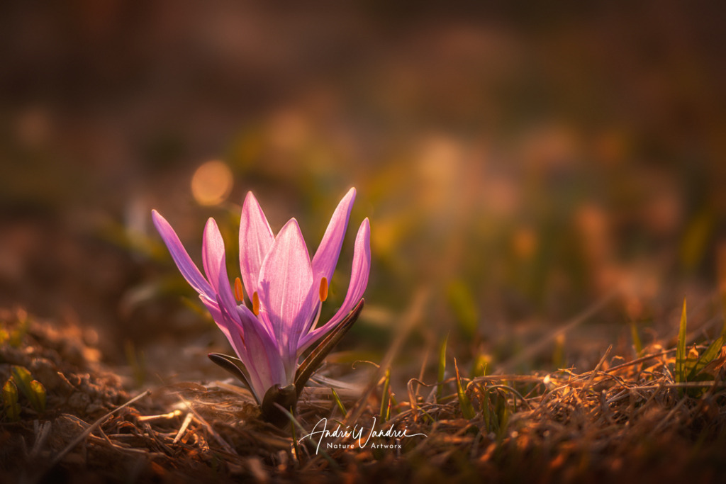 Lichtblume (5) | Andre Wandrei - Nature Artworx - Realisiert mit Pictrs.com