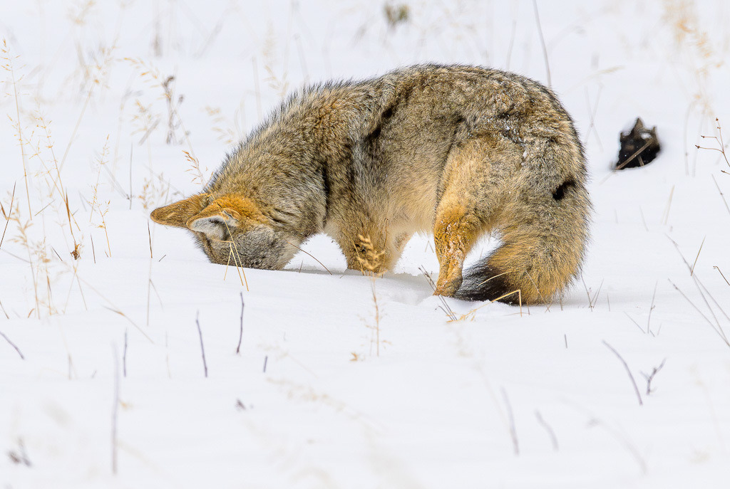 2024-248 | Kojote in der Nähe des Madison River. - Realisiert mit Pictrs.com
