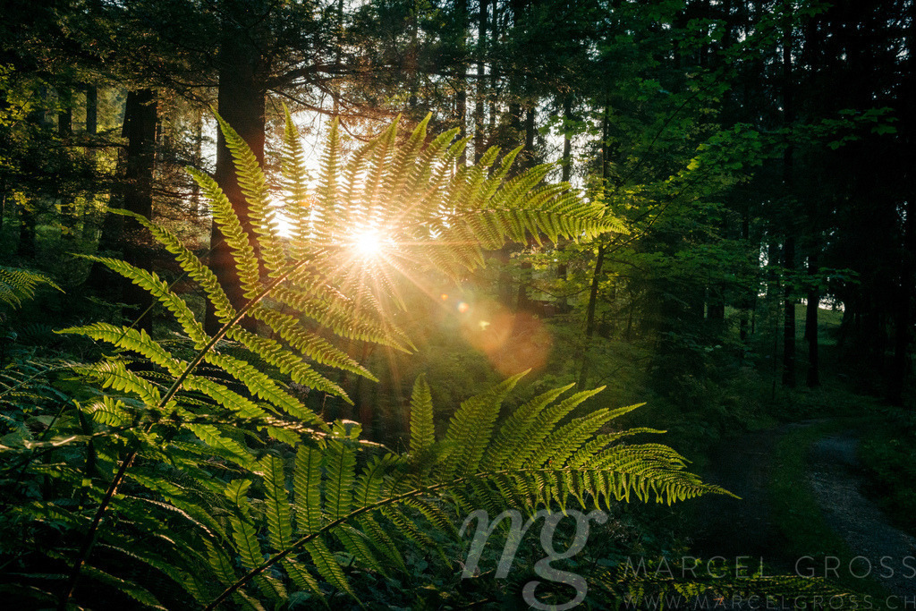 fern during sunset in forest | captured a couple of minutes before the sun set in a forest in Naturpark Gantrisch - Realisiert mit Pictrs.com