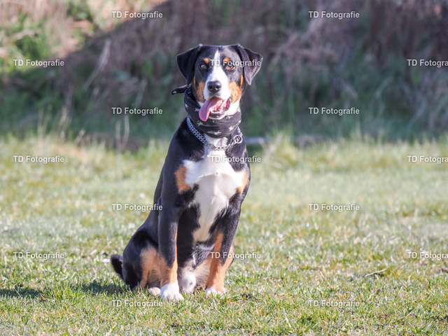 hund-3170045 | Fotogalerie von Thomas Dettweiler mit Eventbildern und lizenzfreien Fotos. Perfekt als Wandbild, für Büro, Website oder private Nutzung. - Realisiert mit Pictrs.com