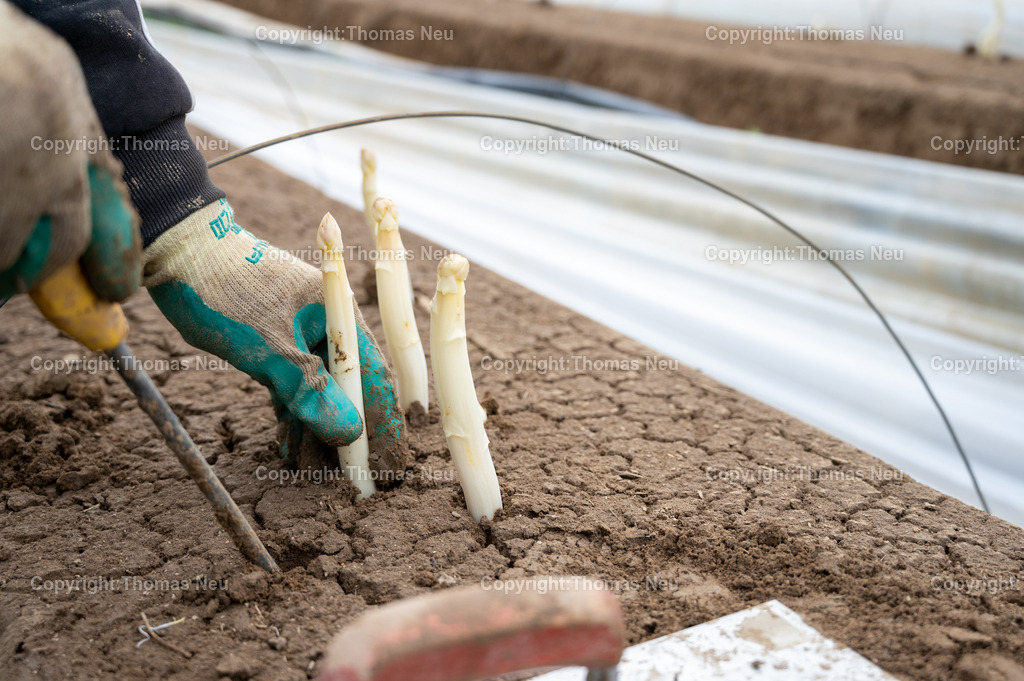 DSC_1718 | Spargelernte an der Bergstraße, hier bei Zwingenberg durch den Spargelhof Wendel