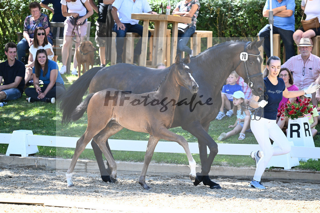 Kat-Nr. 70 HF Van Dijk x Royaldik_Hoffmann_27230756 | hf-fotografie - Realisiert mit Pictrs.com