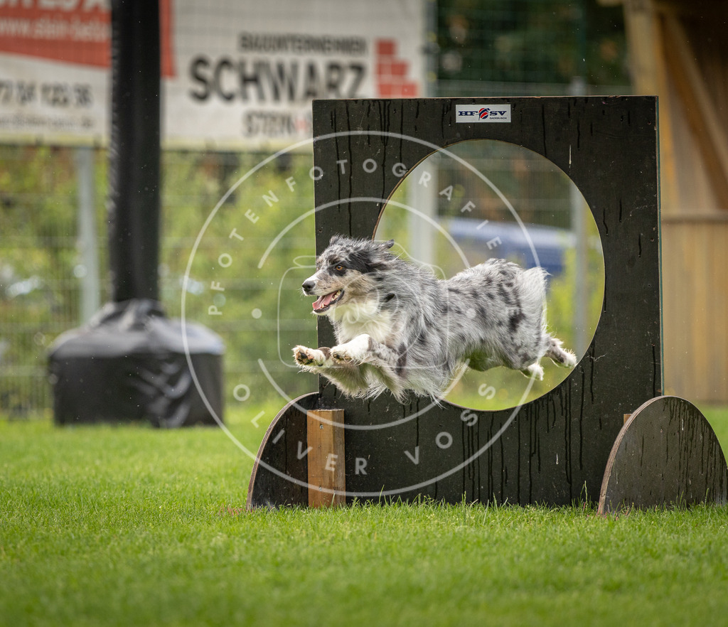 Pfotenfotografie_DV3A5018 | Hundefotografie, Tierfotograf, Pfotenfotografie, Fotoshooting Hund, Hunde Portrait, Hundesport, Hundeportraits, Heideshooting, Hunde, Sportfotograf, Hundefotograf, Turnierhundsport, THS,  - Realisiert mit Pictrs.com