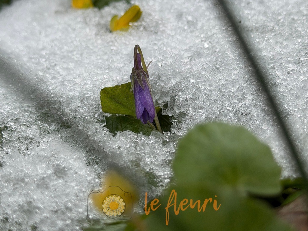IMG_2874 | Dies ist der Shop von Florian Blum - le fleuri. Langenthal, Bern, Schweiz. Sie können hier meine oder ihre eigenen Fotos als Fotoprodukte kaufen. Tassen, Schlüsselanhänger, Taschen etc. können Sie hier gestalten.  - Realisiert mit Pictrs.com