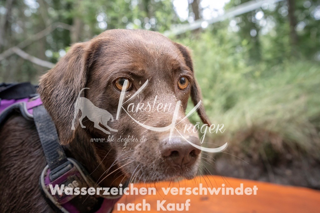 1210_ZZ97535T | kk-dogfotos