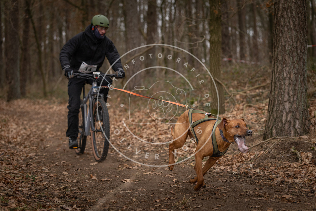 Pfotenfotografie_DV3A7055 | Hundefotografie, Tierfotograf, Pfotenfotografie, Fotoshooting Hund, Hunde Portrait, Hundesport, Hundeportraits, Heideshooting, Hunde, Sportfotograf, Hundefotograf, Turnierhundsport, THS,  - Realisiert mit Pictrs.com