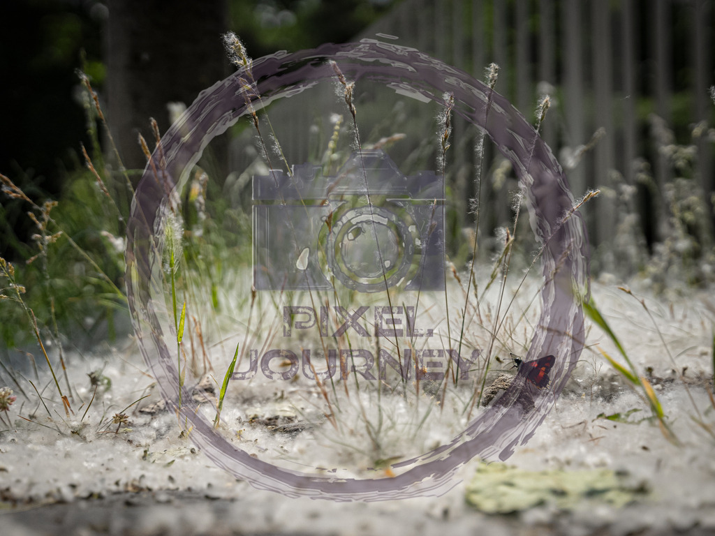 A7506889-1 | Gräser an einem Sommertag in Pollen eingehüllt.