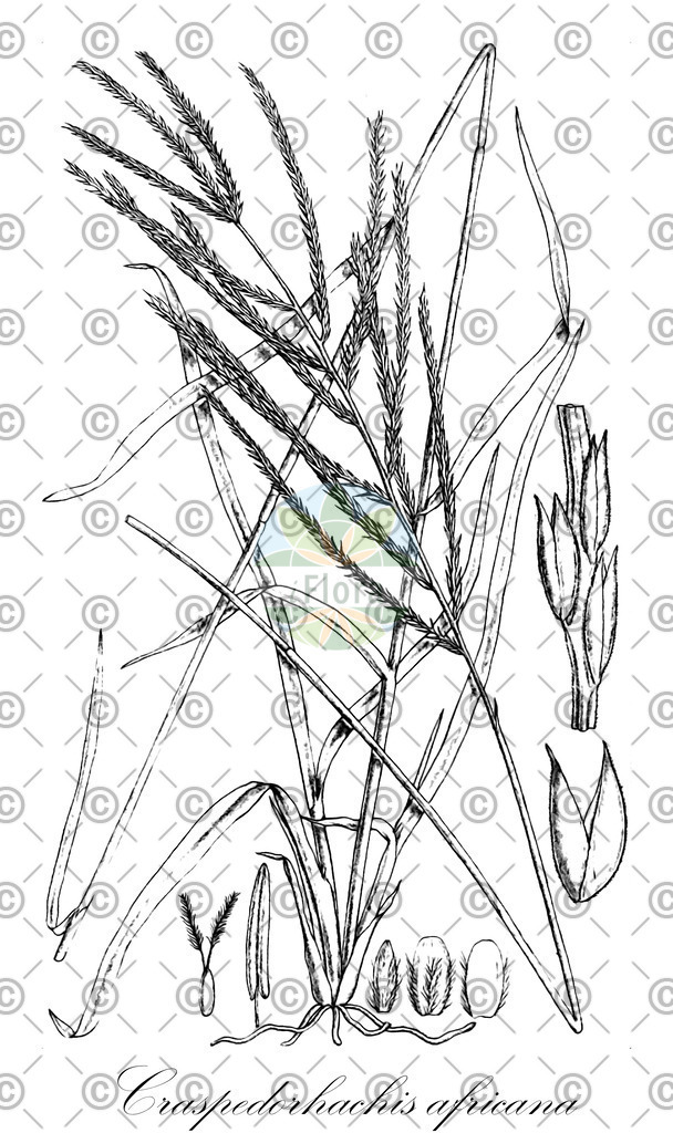 HistAbb_wfo-0000926709_1_ENZY_Simple | Historische Abbildung von Craspedorhachis africana - Poaceae | Historical Illustration of Craspedorhachis africana - Poaceae