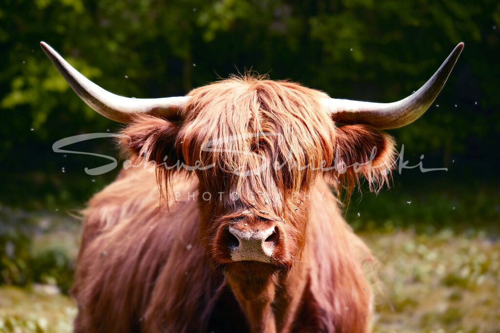 20-05-102020_05-NEU_2402_mehr-Saettigung | People- und Tierfotografie, Imageaufnahmen, Veranstaltungsfotografie und Wandbilder aus der Natur ★ Made in Germany ✔️ Druck + Downloads ✔️ Naturfotografie in Top Qualität ★ schneller Versand, weltweite Lieferung! - Realisiert mit Pictrs.com