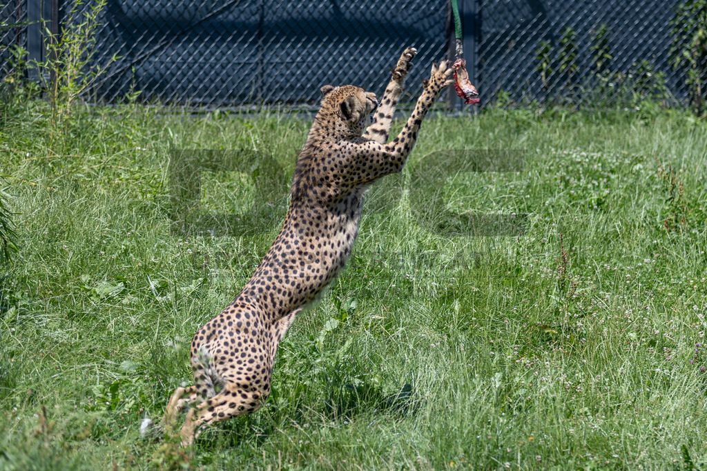 Gepard in Bewegung | Ein Gepard durchstreift das hohe Gras. Kraft, Eleganz und Geschwindigkeit vereinen sich in diesem Moment der Wildtierfotografie. - Realisiert mit Pictrs.com
