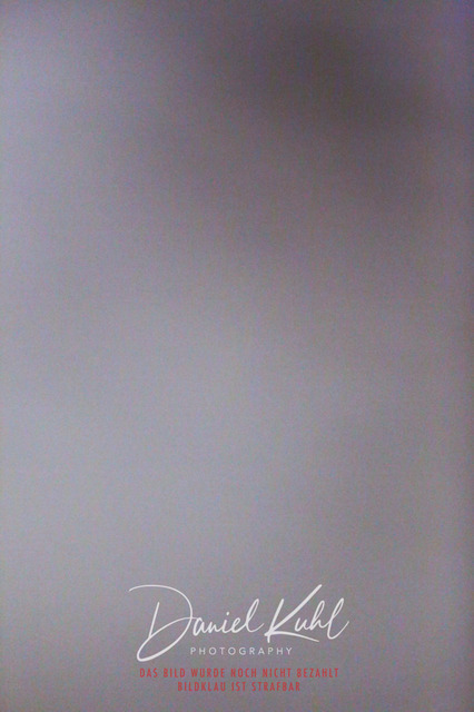 IMG_8462 | Turniersportfotografie; Pferdefotografie; Dressurfotografie