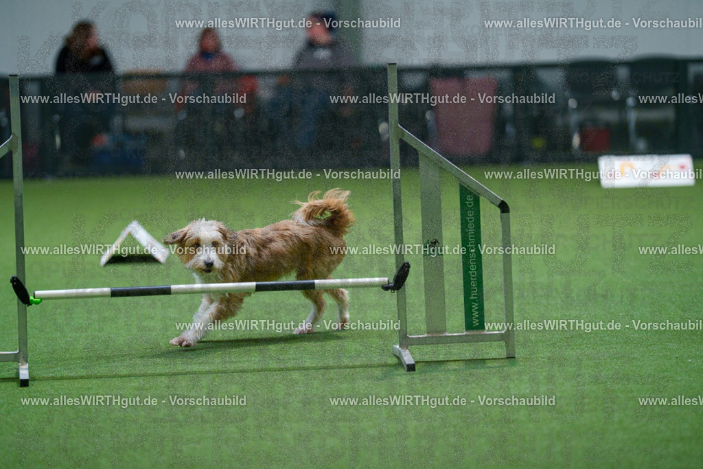 7R503378 | Professionelle Tierfotografie in Mönchengladbach von Daniel Wirth (allesWIRTHgut). Liebevolle & natürliche Bilder von Hunden & Katzen für unvergessliche Erinnerungen.