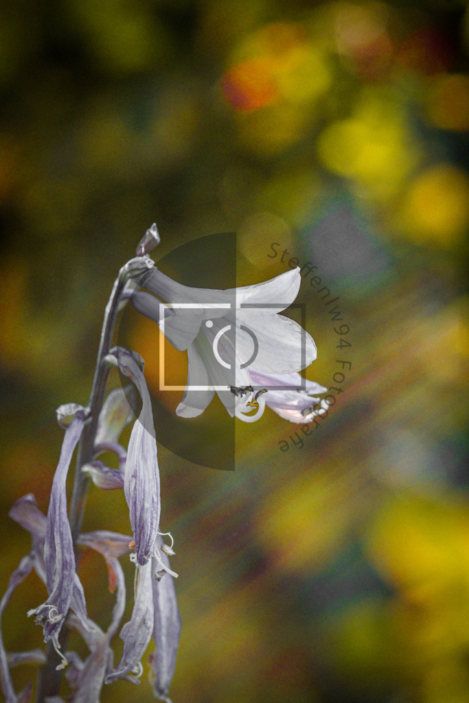 Wandbild Funkie | Ich bin Fotograf und auf meiner Webseite hast du die Möglichkeit meine fotografie als Wandbilder druckfertig für dein Zuhause zu bestellten. - Realisiert mit Pictrs.com