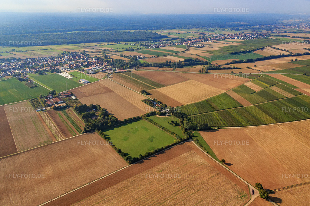 Luftbild: Koppel von Trakehner-Friedrich in Minfeld im Bundesland Rheinland-Pfalz in Deutschland. Foto: IMG_084477.jpg vom 03.10.2015 durch Werner Riehm/FLY-FOTO.de