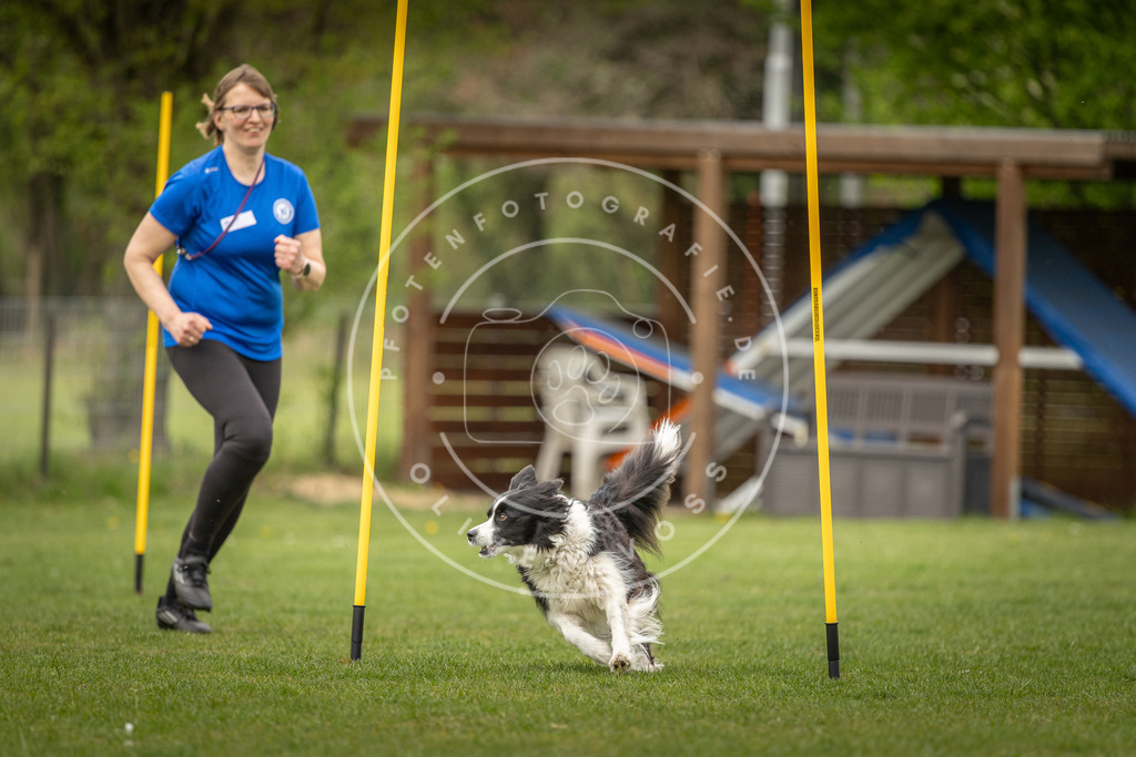 Pfotenfotografie_DV3A2050 | Hundefotografie, Tierfotograf, Pfotenfotografie, Fotoshooting Hund, Hunde Portrait, Hundesport, Hundeportraits, Heideshooting, Hunde, Sportfotograf, Hundefotograf, Turnierhundsport, THS,  - Realisiert mit Pictrs.com