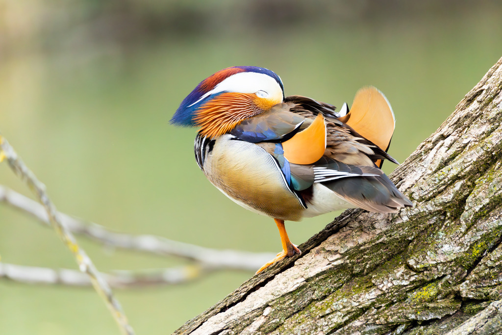 Die Mandarinente | Die Mandarinente ist eine Art aus der Familie der Entenvögel, die ursprünglich in Ostasien beheimatet ist. Ihr natürliches Verbreitungsgebiet erstreckt sich über Teile Nordostchinas, das Amurgebiet und Japan.
In Europa ist die Mandarinente keine einheimische Art. Sie wurde bereits im 18. Jahrhundert als Ziervogel eingeführt und primär in Parkanlagen gehalten. Die heute in vielen europäischen Ländern, darunter Großbritannien, Deutschland und den Niederlanden, freilebenden Populationen gehen auf entflogene Vögel aus Gefangenschaftshaltung zurück. Diese als Neozoen bezeichneten Populationen haben sich erfolgreich etabliert und sind aufgrund ihrer Kälteunempfindlichkeit und Ortstreue vielerorts ganzjährig zu beobachten. - Realisiert mit Pictrs.com